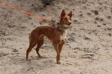 MOON, Hund, Podenco in Spanien - Bild 8