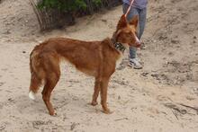 MOON, Hund, Podenco in Spanien - Bild 9