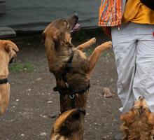 PINK, Hund, Mischlingshund in Rumänien - Bild 10