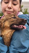 PINK, Hund, Mischlingshund in Rumänien - Bild 3