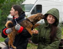 PINK, Hund, Mischlingshund in Rumänien - Bild 4