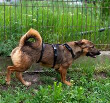 PINK, Hund, Mischlingshund in Rumänien - Bild 5