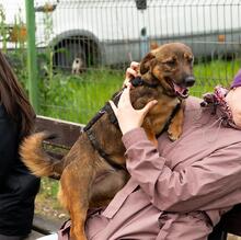 PINK, Hund, Mischlingshund in Rumänien - Bild 6