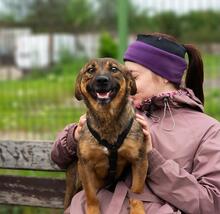 PINK, Hund, Mischlingshund in Rumänien - Bild 7