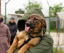 PINK, Hund, Mischlingshund in Rumänien - Bild 8