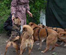 PINK, Hund, Mischlingshund in Rumänien - Bild 9