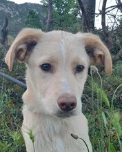 MIKE, Hund, Mischlingshund in Italien - Bild 1