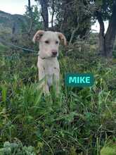 MIKE, Hund, Mischlingshund in Italien - Bild 2