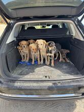 MIKE, Hund, Mischlingshund in Italien - Bild 3