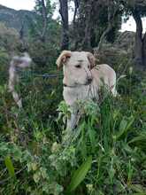 MIKE, Hund, Mischlingshund in Italien - Bild 4