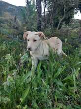 MIKE, Hund, Mischlingshund in Italien - Bild 5