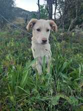 MIKE, Hund, Mischlingshund in Italien - Bild 6
