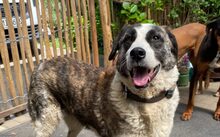 STELLA, Hund, Herdenschutzhund-Mix in Rösrath - Bild 2