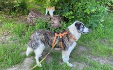STELLA, Hund, Herdenschutzhund-Mix in Rösrath - Bild 3