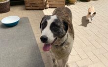 STELLA, Hund, Herdenschutzhund-Mix in Rösrath - Bild 4