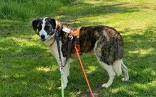 STELLA, Hund, Herdenschutzhund-Mix in Rösrath - Bild 5