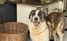 STELLA, Hund, Herdenschutzhund-Mix in Rösrath - Bild 6