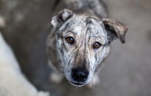 SENTA, Hund, Mischlingshund in Viersen