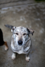 SENTA, Hund, Mischlingshund in Viersen - Bild 2