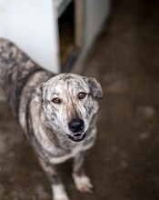 SENTA, Hund, Mischlingshund in Viersen - Bild 3