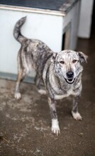 SENTA, Hund, Mischlingshund in Viersen - Bild 4