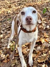 RENATO, Hund, Mischlingshund in Herzogenaurach - Bild 1