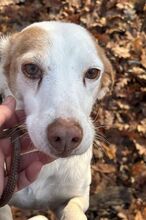 RENATO, Hund, Mischlingshund in Herzogenaurach - Bild 2