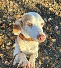 RENATO, Hund, Mischlingshund in Herzogenaurach - Bild 3