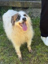 CIUFFO, Hund, Mischlingshund in Wuppertal - Bild 1