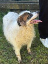 CIUFFO, Hund, Mischlingshund in Wuppertal - Bild 2