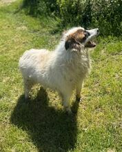 CIUFFO, Hund, Mischlingshund in Wuppertal - Bild 3