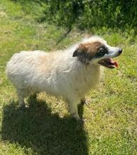 CIUFFO, Hund, Mischlingshund in Wuppertal - Bild 4