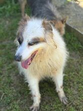 CIUFFO, Hund, Mischlingshund in Wuppertal - Bild 5