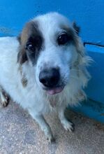 CIUFFO, Hund, Mischlingshund in Wuppertal - Bild 6
