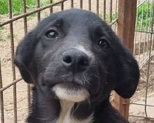 KRÜMELCHEN, Hund, Mischlingshund in Rumänien - Bild 1