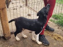 KRÜMELCHEN, Hund, Mischlingshund in Rumänien - Bild 3