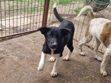 KRÜMELCHEN, Hund, Mischlingshund in Rumänien - Bild 4