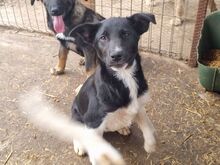 KRÜMELCHEN, Hund, Mischlingshund in Rumänien - Bild 5