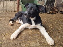 KRÜMELCHEN, Hund, Mischlingshund in Rumänien - Bild 6