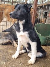 KRÜMELCHEN, Hund, Mischlingshund in Rumänien - Bild 7