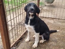 KRÜMELCHEN, Hund, Mischlingshund in Rumänien - Bild 8