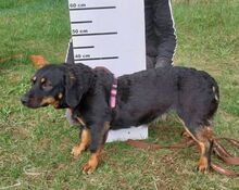 CANDY, Hund, Mischlingshund in Slowakische Republik - Bild 3