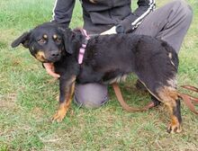 CANDY, Hund, Mischlingshund in Slowakische Republik - Bild 4