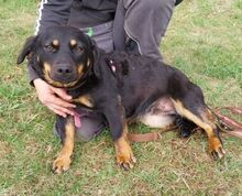 CANDY, Hund, Mischlingshund in Slowakische Republik - Bild 5