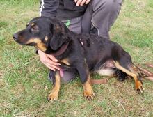 CANDY, Hund, Mischlingshund in Slowakische Republik - Bild 6