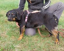 CANDY, Hund, Mischlingshund in Slowakische Republik - Bild 7