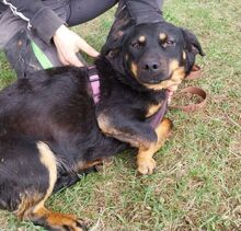 CANDY, Hund, Mischlingshund in Slowakische Republik - Bild 8