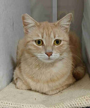 KARAMELLE, Katze, Europäisch Kurzhaar in Bulgarien - Bild 3