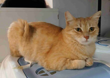 KARAMELLE, Katze, Europäisch Kurzhaar in Bulgarien - Bild 4