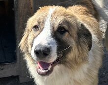 JONESY, Hund, Tornjak-Mix in Kroatien - Bild 1